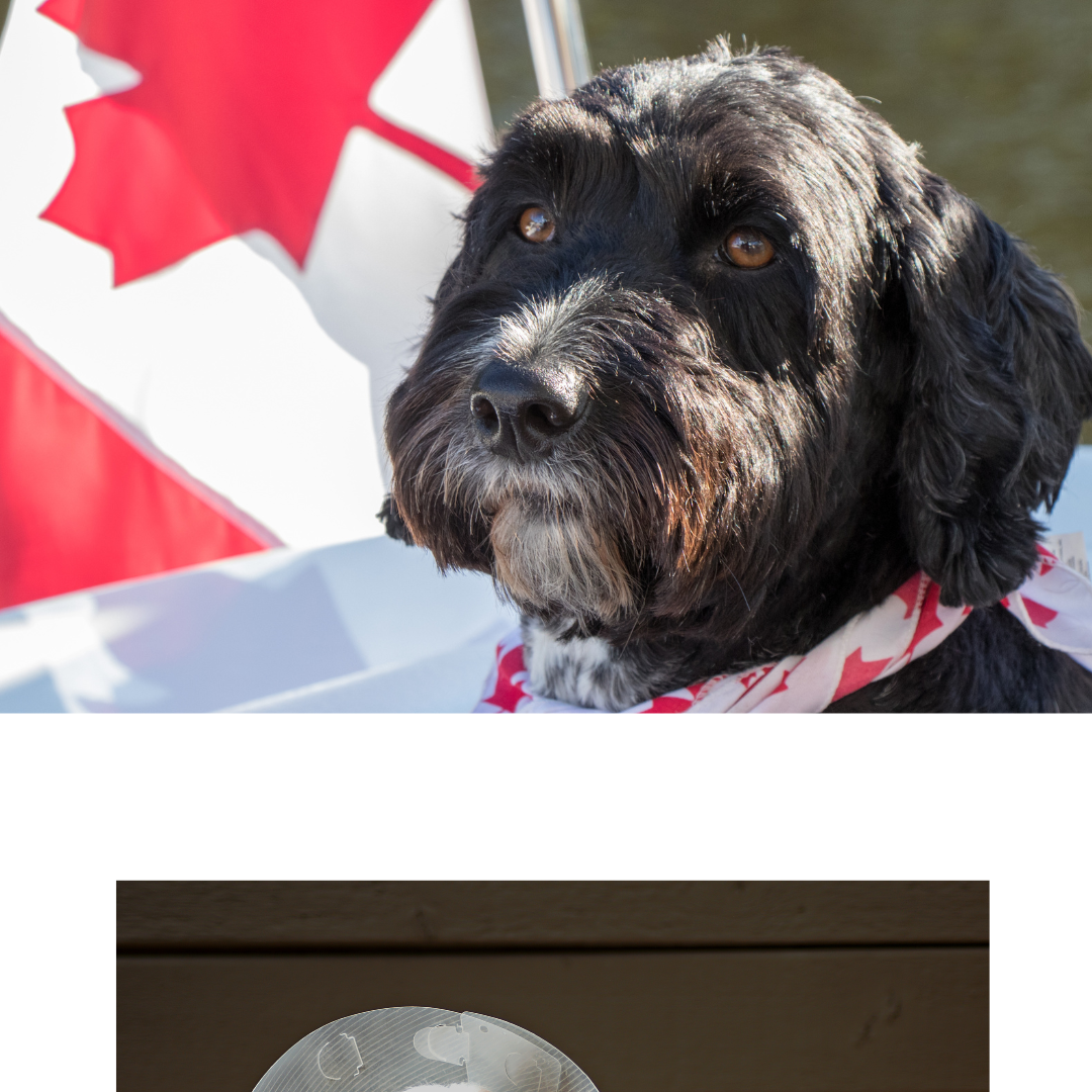 Picture for category Canadian Made Dog Treats